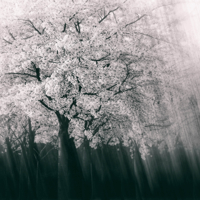 其他.哈苏大师获奖作品集.2016.Lars van de Goor.个人作品集.Larsochrome的摄影作品-Lars van de Goor_摄影师陈阳 1