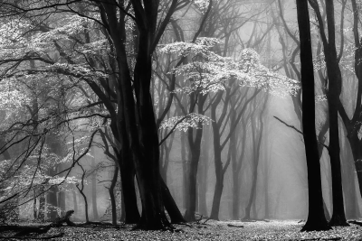 其他.哈苏大师获奖作品集.2016.Lars van de Goor.个人作品集.Larsochrome的摄影作品-Lars van de Goor_摄影师陈阳 5