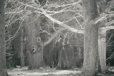 其他.哈苏大师获奖作品集.2016.Lars van de Goor.个人作品集.Larsochrome的摄影作品-Lars van de Goor_摄影师陈阳 10