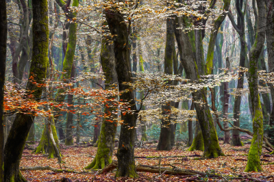 其他.哈苏大师获奖作品集.2016.Lars van de Goor.个人作品集.Latest_Arrivals的摄影作品-Lars van de Goor_摄影师陈阳 2