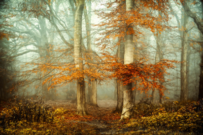 其他.哈苏大师获奖作品集.2016.Lars van de Goor.个人作品集.Like_a_painting的摄影作品-Lars van de Goor_摄影师陈阳 6