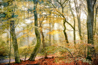 其他.哈苏大师获奖作品集.2016.Lars van de Goor.个人作品集.Like_a_painting的摄影作品-Lars van de Goor_摄影师陈阳 7