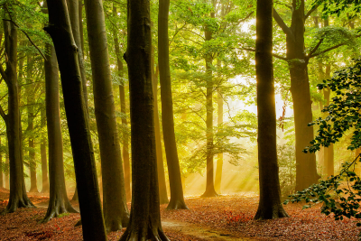 其他.哈苏大师获奖作品集.2016.Lars van de Goor.个人作品集.Rays_of_Light的摄影作品-Lars van de Goor_摄影师陈阳 3