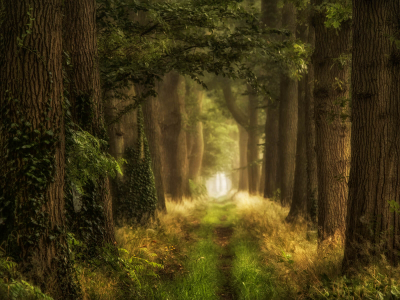 其他.哈苏大师获奖作品集.2016.Lars van de Goor.个人作品集.Roads_to_Roam的摄影作品-Lars van de Goor_摄影师陈阳 2