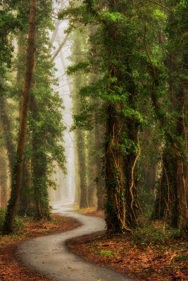 其他.哈苏大师获奖作品集.2016.Lars van de Goor.个人作品集.Roads_to_Roam的摄影作品-Lars van de Goor_摄影师陈阳 4