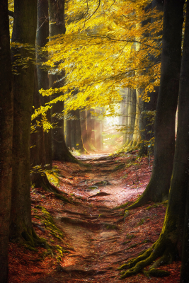 其他.哈苏大师获奖作品集.2016.Lars van de Goor.个人作品集.Roads_to_Roam的摄影作品-Lars van de Goor_摄影师陈阳 6