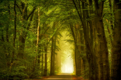 其他.哈苏大师获奖作品集.2016.Lars van de Goor.个人作品集.Roads_to_Roam的摄影作品-Lars van de Goor_摄影师陈阳 10