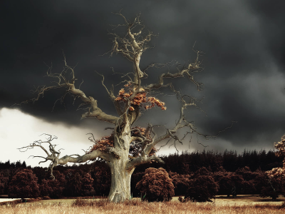 其他.哈苏大师获奖作品集.2016.Lars van de Goor.个人作品集.Single_Trees的摄影作品-Lars van de Goor_摄影师陈阳 1
