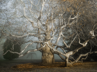 其他.哈苏大师获奖作品集.2016.Lars van de Goor.个人作品集.Single_Trees的摄影作品-Lars van de Goor_摄影师陈阳 2