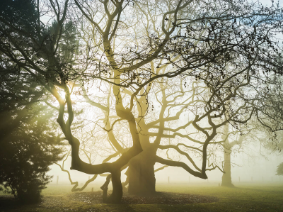 其他.哈苏大师获奖作品集.2016.Lars van de Goor.个人作品集.Single_Trees的摄影作品-Lars van de Goor_摄影师陈阳 3