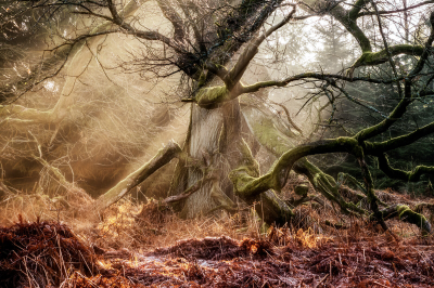 其他.哈苏大师获奖作品集.2016.Lars van de Goor.个人作品集.Single_Trees的摄影作品-Lars van de Goor_摄影师陈阳 10