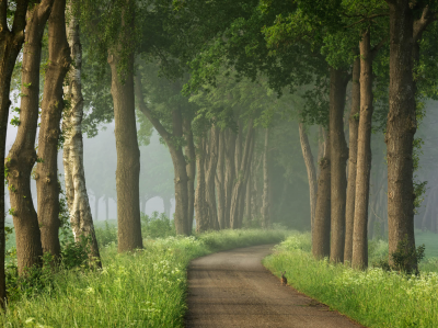 其他.哈苏大师获奖作品集.2016.Lars van de Goor.个人作品集.Spring的摄影作品-Lars van de Goor_摄影师陈阳 1