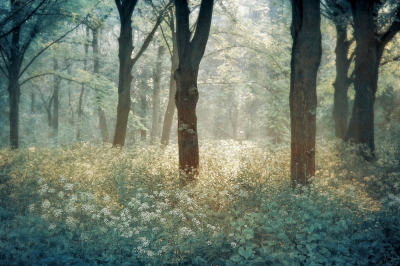 其他.哈苏大师获奖作品集.2016.Lars van de Goor.个人作品集.Spring的摄影作品-Lars van de Goor_摄影师陈阳 3
