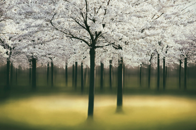 其他.哈苏大师获奖作品集.2016.Lars van de Goor.个人作品集.Spring的摄影作品-Lars van de Goor_摄影师陈阳 6