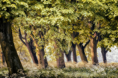 其他.哈苏大师获奖作品集.2016.Lars van de Goor.个人作品集.Spring的摄影作品-Lars van de Goor_摄影师陈阳 7