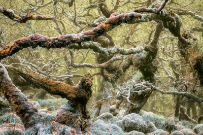 其他.哈苏大师获奖作品集.2016.Lars van de Goor.个人作品集.Wistman_s_Wood的摄影作品-Lars van de Goor_摄影师陈阳 1