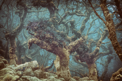 其他.哈苏大师获奖作品集.2016.Lars van de Goor.个人作品集.Wistman_s_Wood的摄影作品-Lars van de Goor_摄影师陈阳 3