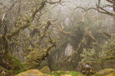 其他.哈苏大师获奖作品集.2016.Lars van de Goor.个人作品集.Wistman_s_Wood的摄影作品-Lars van de Goor_摄影师陈阳 5