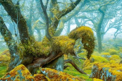 其他.哈苏大师获奖作品集.2016.Lars van de Goor.个人作品集.Wistman_s_Wood的摄影作品-Lars van de Goor_摄影师陈阳 9
