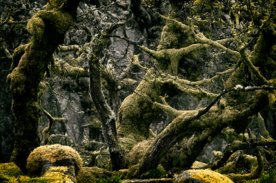 其他.哈苏大师获奖作品集.2016.Lars van de Goor.个人作品集.Wistman_s_Wood的摄影作品-Lars van de Goor_摄影师陈阳 10