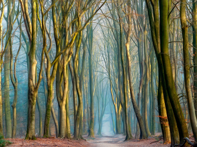 其他.哈苏大师获奖作品集.2016.Lars van de Goor.个人作品集.Woodlands的摄影作品-Lars van de Goor_摄影师陈阳 1