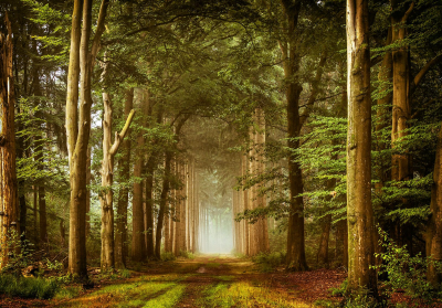其他.哈苏大师获奖作品集.2016.Lars van de Goor.个人作品集.Woodlands的摄影作品-Lars van de Goor_摄影师陈阳 5