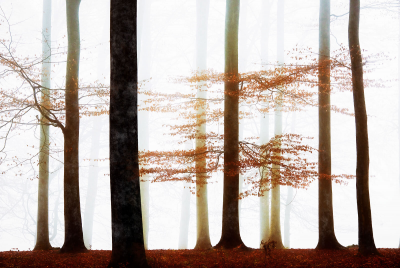 其他.哈苏大师获奖作品集.2016.Lars van de Goor.个人作品集.Woodlands的摄影作品-Lars van de Goor_摄影师陈阳 7