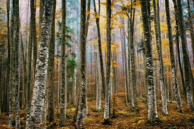 其他.哈苏大师获奖作品集.2016.Lars van de Goor.个人作品集.Woodlands的摄影作品-Lars van de Goor_摄影师陈阳 8