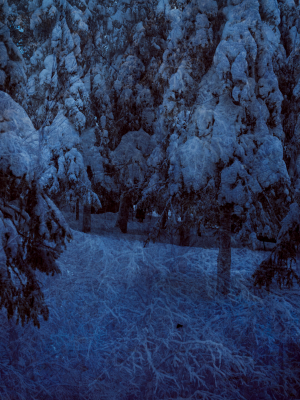 其他.哈苏大师获奖作品集.2021.专家评审团.Nina Gorfer.个人项目.图片.Interruptions_2015–2016_—_Cooper_Gorfer的摄影作品-Sami_TheBlueForest_01_a5