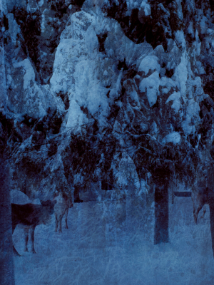 其他.哈苏大师获奖作品集.2021.专家评审团.Nina Gorfer.个人项目.图片.Interruptions_2015–2016_—_Cooper_Gorfer的摄影作品-Sami_TheBlueForest_04_a5