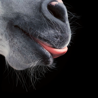 其他.哈苏大师获奖作品集.2021.专家评审团.Tim Flach.个人项目.Equus的摄影作品-horse-toungs-1600x1600