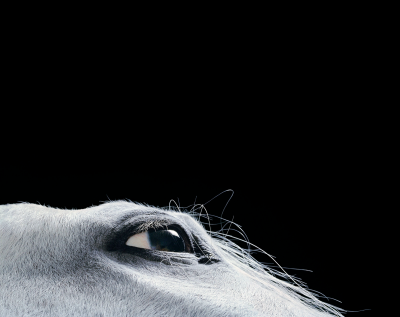 其他.哈苏大师获奖作品集.2021.专家评审团.Tim Flach.个人项目.Equus的摄影作品-Horse_croc-1600x1270