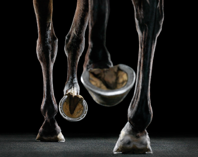 其他.哈苏大师获奖作品集.2021.专家评审团.Tim Flach.个人项目.Equus的摄影作品-Newmarket-Treadmill-1600x1273
