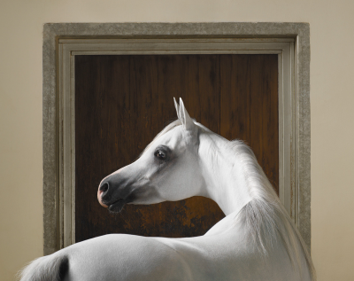 其他.哈苏大师获奖作品集.2021.专家评审团.Tim Flach.个人项目.Equus的摄影作品-Window-034-final-lighter-copy-1600x1271