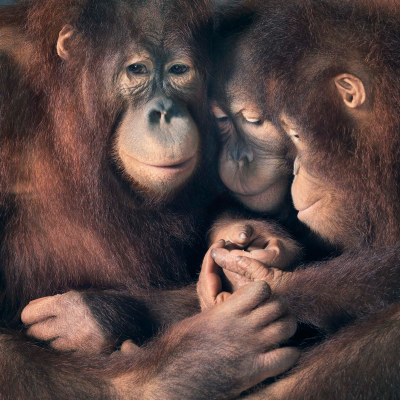 其他.哈苏大师获奖作品集.2021.专家评审团.Tim Flach.个人项目.More_Than_Human的摄影作品-AP-Orangutan-Group-copy-2-1600x1600
