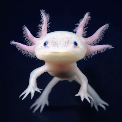 其他.哈苏大师获奖作品集.2021.专家评审团.Tim Flach.个人项目.More_Than_Human的摄影作品-Axolotl-1600x1600