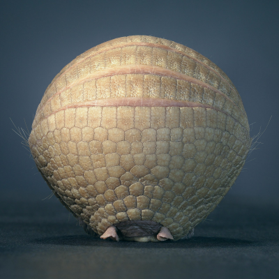 其他.哈苏大师获奖作品集.2021.专家评审团.Tim Flach.个人项目.More_Than_Human的摄影作品-1600x1600