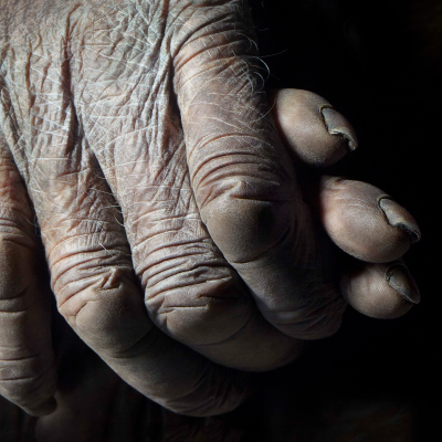 其他.哈苏大师获奖作品集.2021.专家评审团.Tim Flach.个人项目.More_Than_Human的摄影作品-Chimpanzee_hands--1600x1600