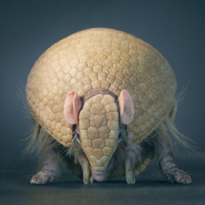 其他.哈苏大师获奖作品集.2021.专家评审团.Tim Flach.个人项目.More_Than_Human的摄影作品-1600x1600