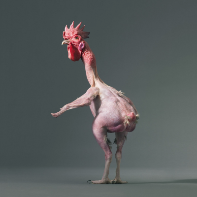 其他.哈苏大师获奖作品集.2021.专家评审团.Tim Flach.个人项目.More_Than_Human的摄影作品-0033_Skinny_chicken-copy2-1600x1600