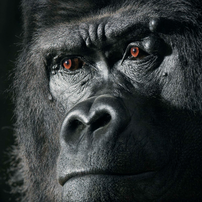 其他.哈苏大师获奖作品集.2021.专家评审团.Tim Flach.个人项目.More_Than_Human的摄影作品-Gorilla-1600x1600