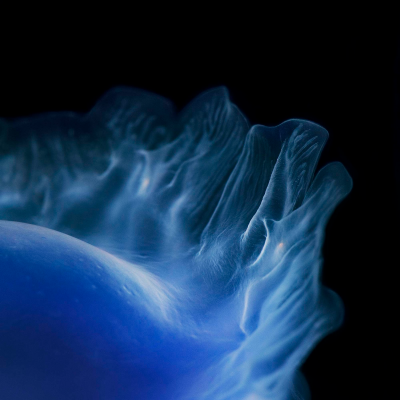其他.哈苏大师获奖作品集.2021.专家评审团.Tim Flach.个人项目.More_Than_Human的摄影作品-0043_Blue_Star_abstract-copy-1600x1600