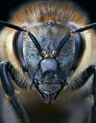 其他.哈苏大师获奖作品集.2021.专家评审团.Tim Flach.个人项目.濒危的摄影作品-摄影大师作品集 16