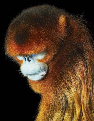 其他.哈苏大师获奖作品集.2021.专家评审团.Tim Flach.个人项目.濒危的摄影作品-摄影大师作品集 22