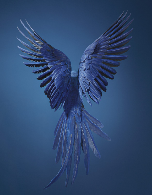 其他.哈苏大师获奖作品集.2021.专家评审团.Tim Flach.个人项目.濒危的摄影作品-摄影大师作品集 26