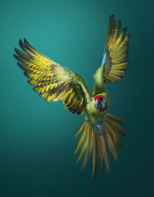 其他.哈苏大师获奖作品集.2021.专家评审团.Tim Flach.个人项目.濒危的摄影作品-摄影大师作品集 35