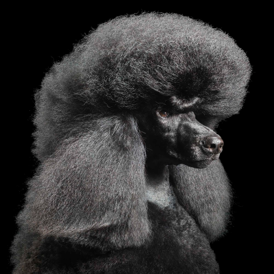 其他.哈苏大师获奖作品集.2021.专家评审团.Tim Flach.个人项目.狗神的摄影作品-alan-1600x1600