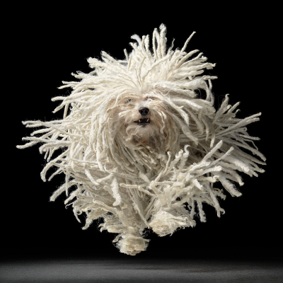 其他.哈苏大师获奖作品集.2021.专家评审团.Tim Flach.个人项目.狗神的摄影作品-Flying_mop-1600x1600