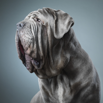 其他.哈苏大师获奖作品集.2021.专家评审团.Tim Flach.个人项目.狗神的摄影作品-Neapolitan-Mastiff2-1600x1600
