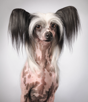 其他.哈苏大师获奖作品集.2021.专家评审团.Tim Flach.个人项目.狗神的摄影作品-Tia-Final-1376x1600